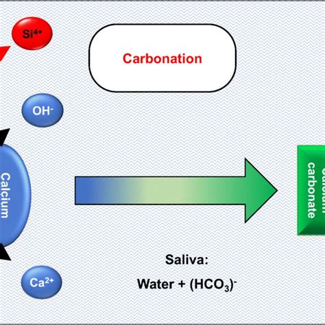 Carbonation in calcium silicate-based cement. Calcium hydroxide is... | Download Scientific Diagram