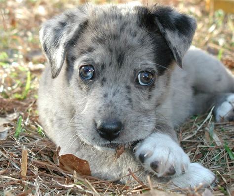 New Here Vet Told Me My Rescue Pup Is A Blue Merle Australian Shepherd