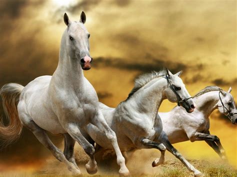 Free Download Horses Wallpapers Horse Desktop Backgrounds One Hd
