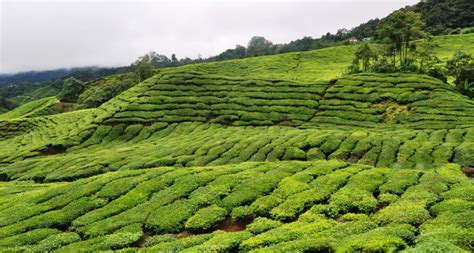 The cameron highlands is a district in pahang, malaysia, occupying an area of 712.18 square kilometres (274.97 sq mi). Viagem Afora: Cameron Highlands, Malásia