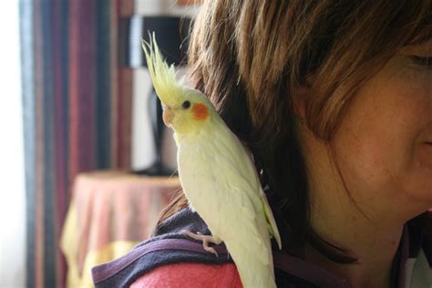 In this article, all your questions about the costs of buying and owning a cockatiel will be answered! Cockatiel Bird Cages You Will Love - Cockatiels As Pets