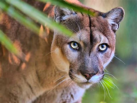 Florida Panther Endangered Wildlife Animals Of The World Florida
