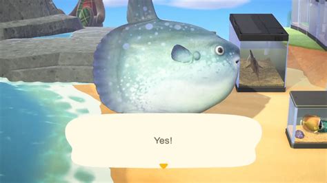 July Fish And Bug Guide For Animal Crossing New Horizons All New