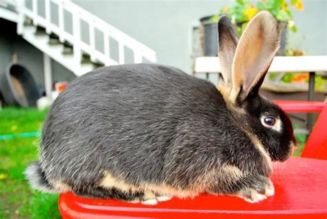 Silver Marten Rabbit Care Sheet Here Bunny