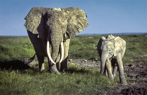 Image African Bush Elephant Amboseli National Park Kenya 37211779966