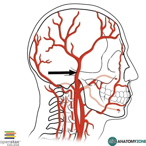 Superficial Temporal Artery Anatomyzone