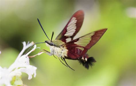 Hummingbird Moths Description Identification Species