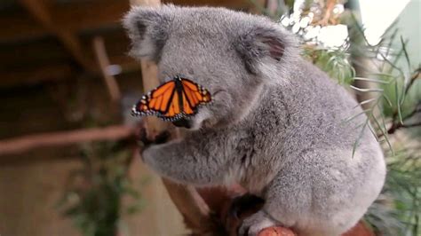 Willow The Koala Bear Photobombed By A Monarch Butterfly