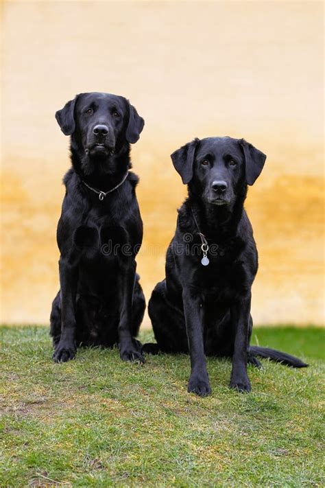 Two Labradors Sitting Looking Up Stock Photos Free And Royalty Free