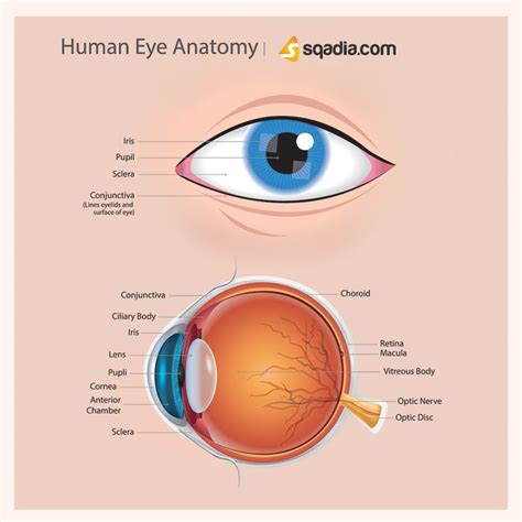Human Eye Anatomy Eye Anatomy Human Eye Anatomy