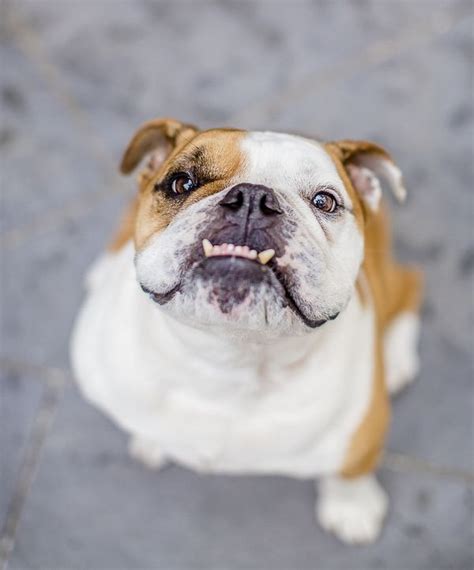 English Bulldog With Underbite Adorable Dog Lifestyle Dog