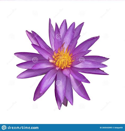 Purple Water Lily Flower Stock Image Image Of Tropical 265542095