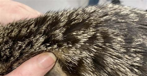 Help My Cat Has Separated Spiky Greasy Hair Walkerville Vet