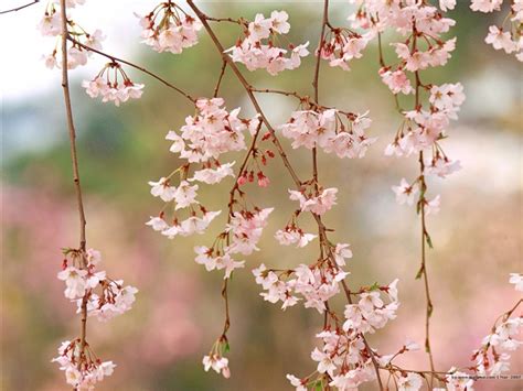 Beautiful Cherry Blossoms In Spring Picture 02 Wallpapers View