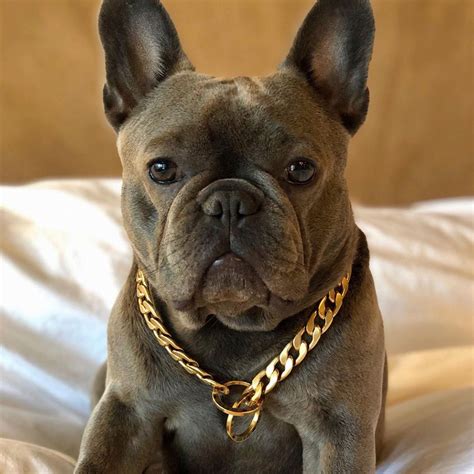 Our prices on our oregon french bulldogs range from 3500.00 and up, throughout the year. French Bulldog Breeder Colorado Springs - Animal Friends