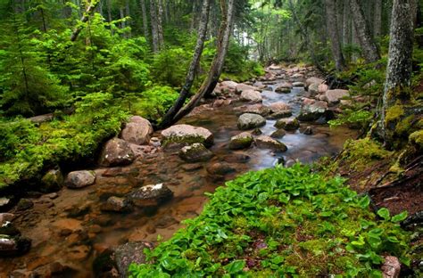 4k Stones Forests Stream Moss Hd Wallpaper Rare Gallery