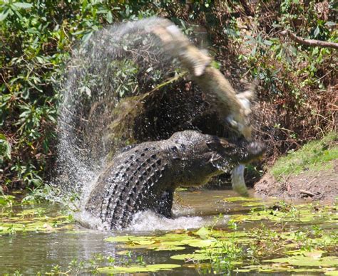 Crocodile Cannibal Caught On Camera In Horrifying Attack Bbc News