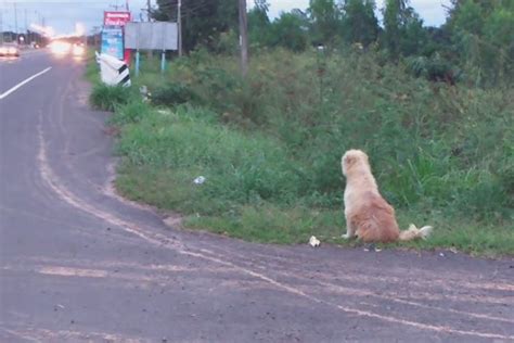Hund Wartete Vier Jahre Lang Am Straßenrand Auf Sein Frauchen