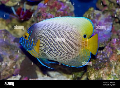 Blue Faced Angelfish Pomacanthus Xanthometopon In Transition Between