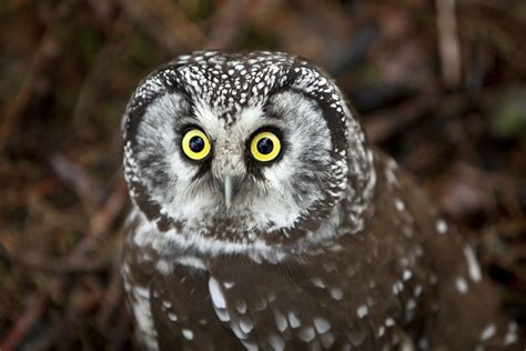 8 Owls Of Canada And Where To Find Them Cottage Life