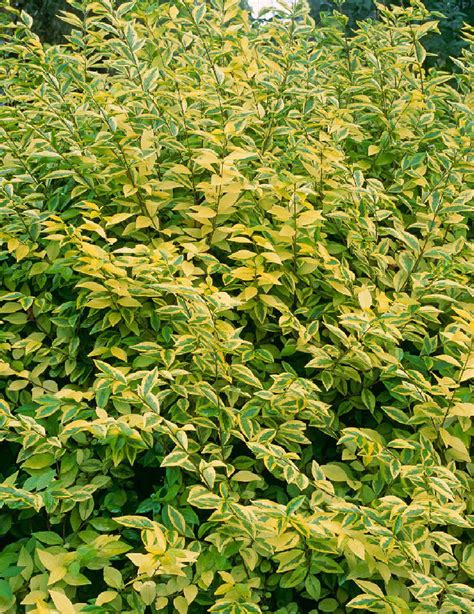 Ligustrum Ovalifolium Aureum Gold Privet Plumridge Nurseries