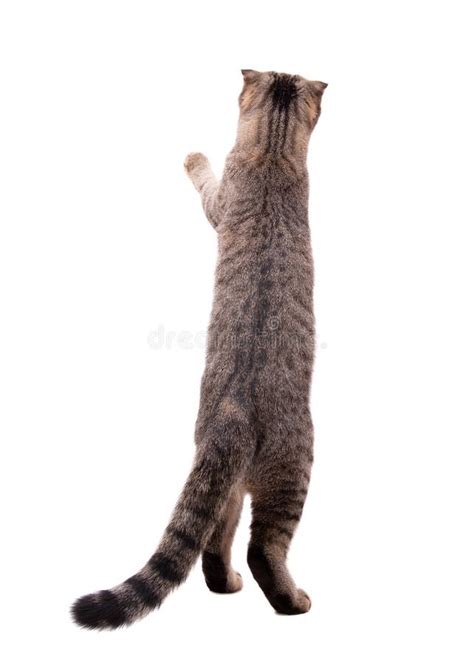 Standing On Its Hind Legs A Gray Cat Stretches Its Paw Cat Isolate On