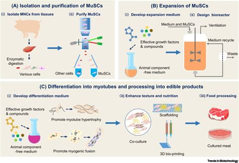 Bioprocessing Technology Of Muscle Stem Cells Implications For Cultured Meat Trends In