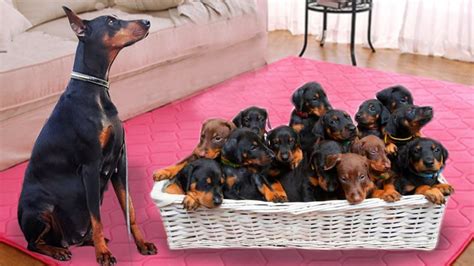 Mom Doberman Pinscher Dog Giving Birth To Many Cute Puppies Life Of