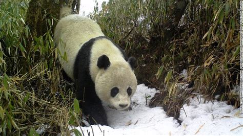 Smart Tech Is Helping To Save Chinas Giant Pandas Cnn