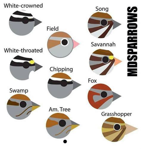 Identifying Sparrows Bird Identification Bird Photography Bird