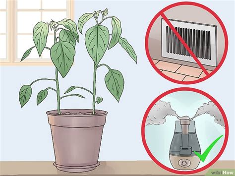Queste piante che puliscono l'aria danno risultati solo se ne avete diverse, e soprattutto, se le loro foglie sono sempre pulite da depositi di sostanze nocive, per cui è bene lavarle con un panno. 3 Modi per Occuparsi delle Piante - wikiHow