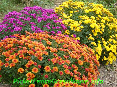 While they aren't as hardy as they used to be, there are quite a. How to Grow Mums- Planting-Fertilizing-Pinching ...