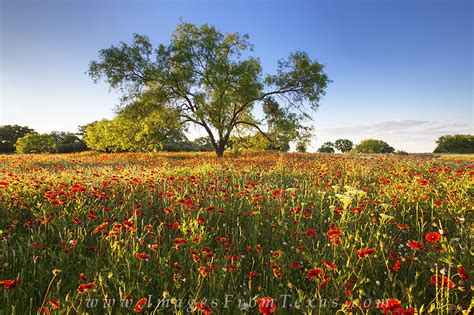 Red Wildflowers Of The Texas Hill Countr Texas Hill Country Images