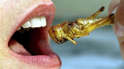 Wood Eating Insects Online Shop Save 55 Jlcatjgobmx