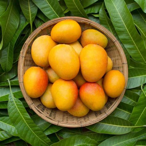 Mango Day History Importance How To Celebrate