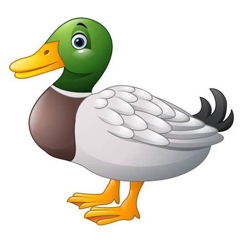 Mallard Duck Illustrations Royalty Free Vector Graphics And Clip Art
