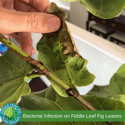 Brown Spots On Fiddle Leaf Fig Leaves The Fiddle Leaf Fig Plant Resource
