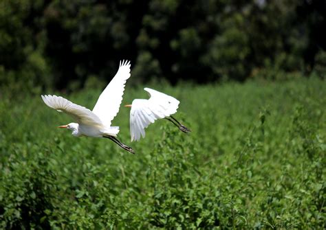 Two White Birds Above Green Leafed Trees · Free Stock Photo