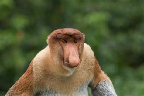 Ugly Monkeys Animals Around The Globe