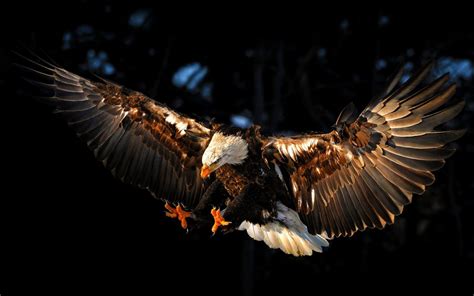 Eagle Attacks Prey Wallpapers And Images Wallpapers Pictures Photos