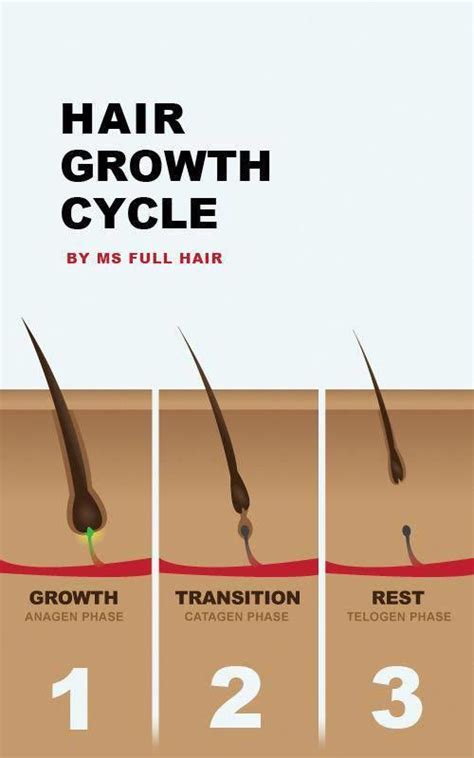 Hair Growth Cycle Anagen Catagen And Telogen Phases Ms Full Hair Hairlosswomen
