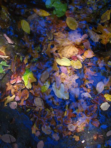 Autumn Sky Reflected Leaves Of Autumn In The Creek Take A Flickr