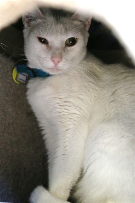 Iceman found his forever home! Visit our website for a current listing