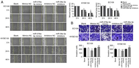 mir‑378a‑3p exerts tumor suppressive function on the tumorigenesis of esophageal squamous cell