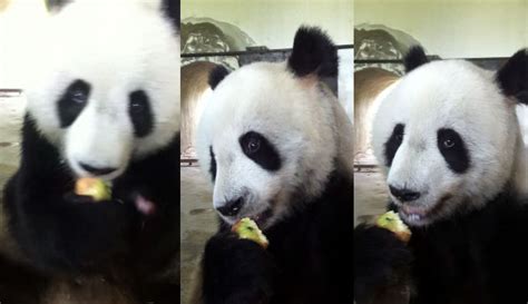 This Panda Eats An Apple Like A Boss Video