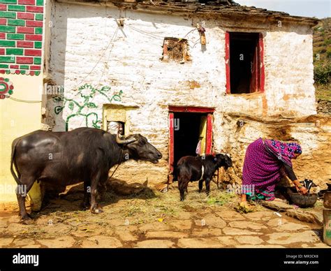 Indian Womans At Their Daily Routine At Remote Sanouli Village Where Jim Corbett Shot The Panar