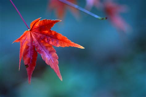 Filered Maple Leaf