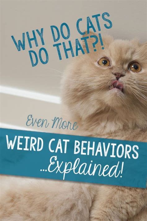Cats do some weird things. Here, we explain why some of ...