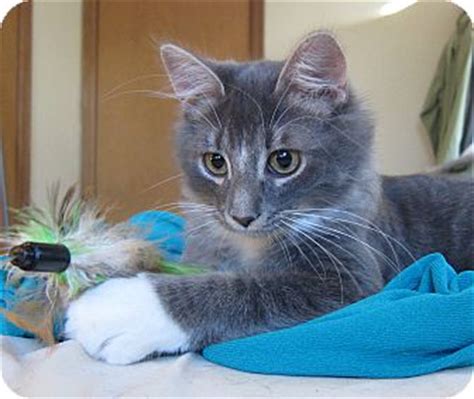 You can meet cats for adoption at cat's main shelter, in our foster homes, and at offsite adoption centers. Roseville, MN - Domestic Mediumhair. Meet Tyler ...