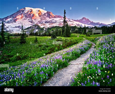 Mt Rainier National Park Spring Popular Century